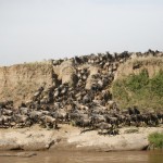 Ñus en el río, Masai Mara