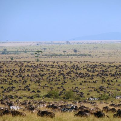 La gran migración en el PN Serengeti. Tanzania
