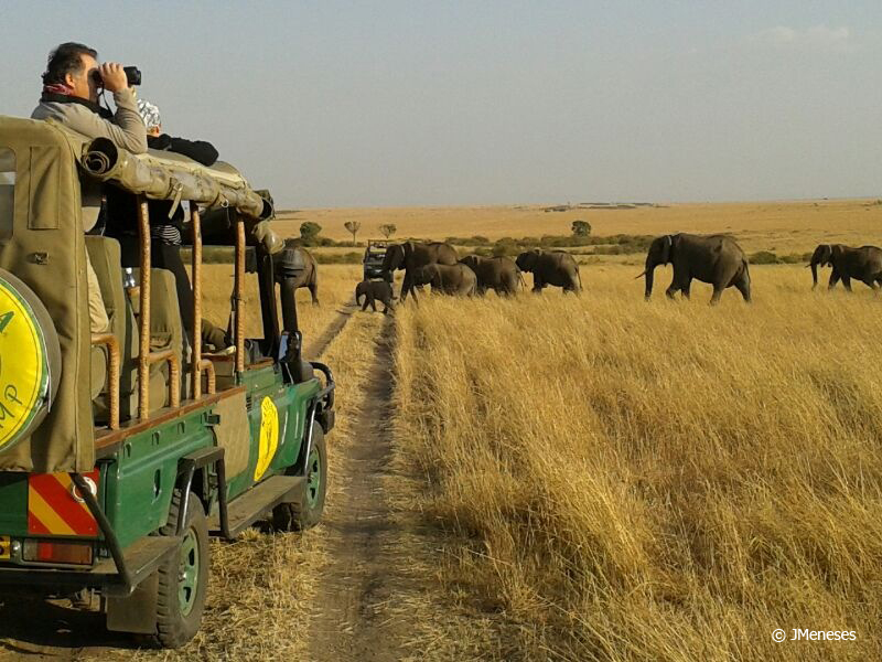 elefantes masai mara