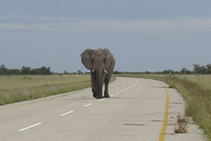 Elefante en la carretera Botswana