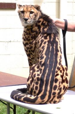 Durante un tiempo, se clasificó erróneamente al guepardo real como una especie diferente Acinonyx rex, cuando en realidad se trata de una mutación genética. 